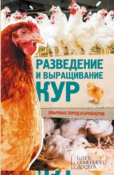Разведение и выращивание кур обычных пород и бройлеров