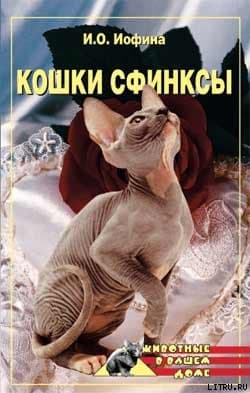 Кошки  - сфинксы