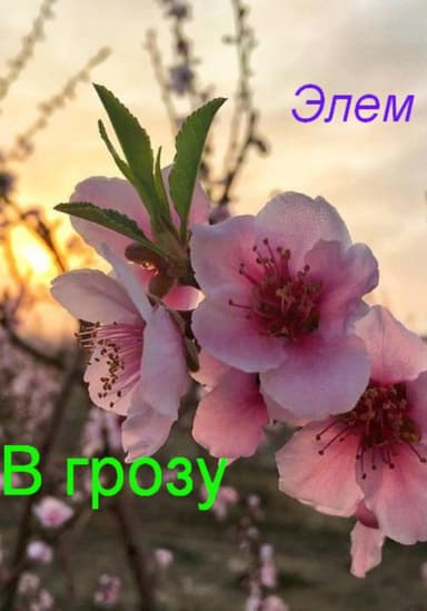 В грозу